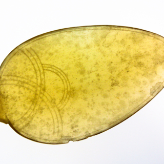 Cuillères — g-4040-C
