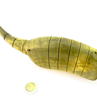 Animaux — g-3039-H